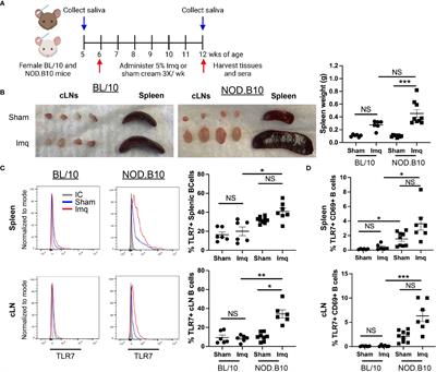 TLR7 agonism accelerates disease in a mouse model of primary Sjögren’s syndrome and drives expansion of T-bet+ B cells